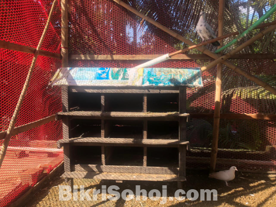 কবুতরের খোপ